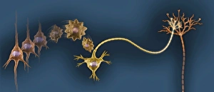 Stem Cell Biology Drucke: Creating new neural pathways, artwork