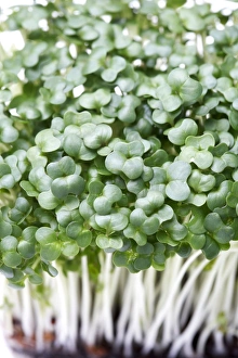 Salad Greens Drucke: Cress