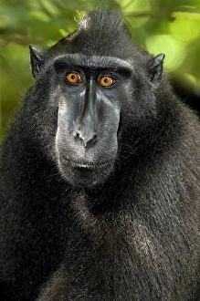 Indonesian Primate Photos Drucke: Crested black macaque