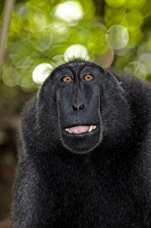 Drucke von Der schirmende schwarze Makak (Macaca nigra) lipsmackt Bilder Datiert 2009 September: Kronen schwarzer Makak Lippenknabbern