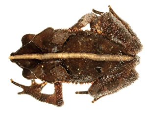 Amazon Rainforest Ecuador Drucke: Crested forest toad