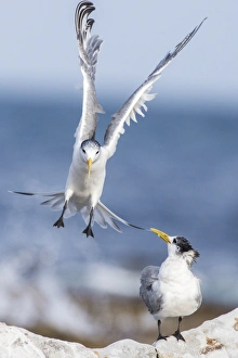Seabirds In South Africa Drucke: Crested terns C016 / 4797