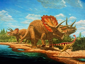 Drucke von Cretazäuer dinosaurs. Kunstwerke von zwei Arten der Dinosaurier, die während des Cretazeitstadiums (etwa 70-65 Millionen Jahre vor unserer Zeit) lebten. Sichtbar sind drei Triceratops horridus Bilder Datiert 2001 Januar: Jurasaische Dinosaurier