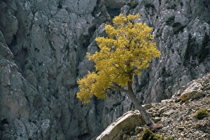 Crete Nature Photography Drucke: Cretan Maple (Acer sempervirens)