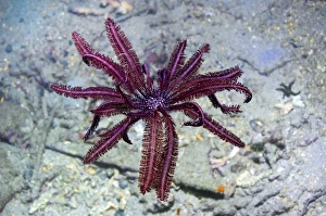 Papua New Guinea Marine Life Drucke: Crinoid