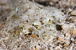 Defensive Animal Behavior Drucke: Crocodile fish