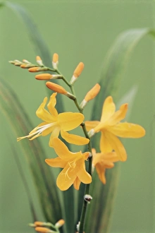 Autumn Flowering Plants Drucke: Crocosmia Mars