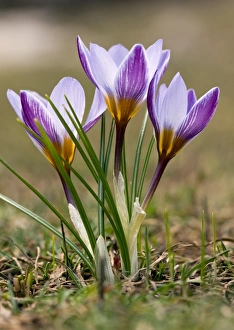 Drucke von Krokus (Crocus biflorus ssp. Isauricus) blüht an der Schneegrenze im türkischen Bergland Tauern Bilder Datiert 2010 Mai: Krokus Biflorus sspp. Isaursch