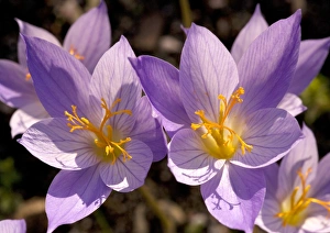 Autumn Flowering Plants Drucke: Crocus cancellatus