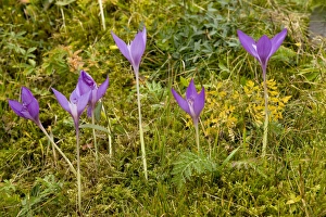 Autumn Blooming Flowers Drucke: Crocus (Crocus banaticus)