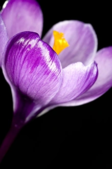 Purple Crocus Drucke: Crocus flower (Crocus sp. )