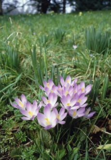 Spring Bulbs Drucke: Crocus flowers