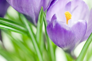 Colorful Spring Blooms Drucke: Crocus flowers (Crocus sp. )