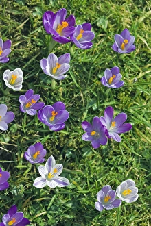Early Spring Plants Drucke: Crocus sp