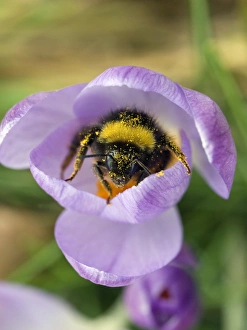 Bee And Flower Interaction Drucke: Crocus tommasinianus with bee