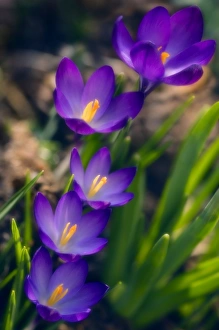 Early Spring Plants Drucke: Crocuses (Crocus vernus)