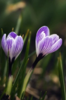 Krokussen (Crocus vernus Pickwick)