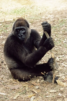 African Primate Conservation Drucke: Cross river gorilla