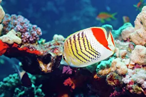 Red Sea Fish Drucke: Crown butterflyfish