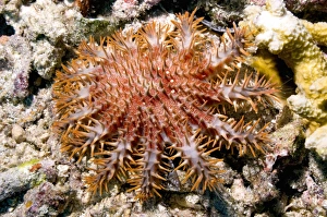 Crown Of Thorns Starfish Drucke: Crown of thorns starfish