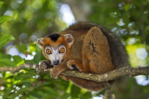 Madagascar Lemurs Drucke: Crowned lemur