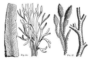 Cryptogamic Plants Drucke: Cryptogamic plants, 19th century artwork
