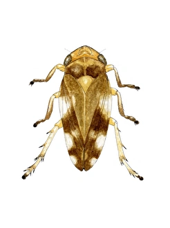 Invertebrate Biology Drucke: Cuckoo spit