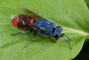Polish Wildlife Photos Drucke: Cuckoo wasp