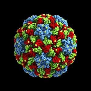 Kuchumber-Mosaikvirus, Computermodell