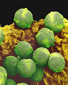 Drucke von Kurzgeformte Samen von Gurken. Farbige Rasterelektronenmikroskopaufnahme (SEM) der Pollensamen des Gurkengewächses (Cucumis sativus) Bilder Datiert 2001 Oktober: Kohlensporenkörner im SEM