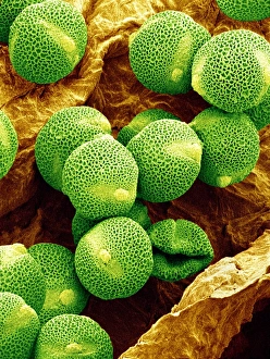 Pollen Grains SEM Drucke: Cucumber pollen, SEM