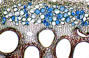 Vascular Bundle Structure Drucke: Cucumber stem, light micrograph