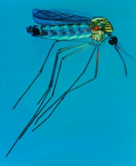 Bilder, datiert 1998: Klex spezifische Moskito, Lichtmikroskopbild