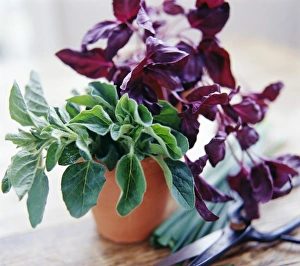 Aromatic Plant Photography Drucke: Culinary herbs