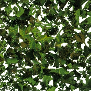 Curly Kale Drucke: Curly kale