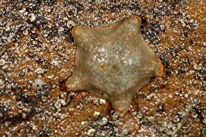 Drucke von Kissensternschildkröte (Asterina gibbosa), ausgestreckt auf Felsen am Ufer. Sterne sind Inhaber mariner Umgebungen und Allgemeinpredatoren Bilder Datiert 2006 August: Kissensternekrabben