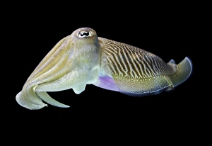 Cuttlefish Underwater Drucke: Cuttlefish