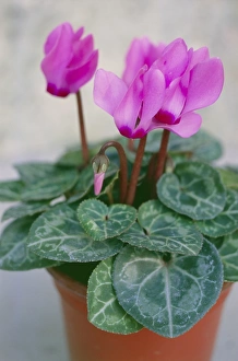 Cyclamen Hederifolium Drucke: Cyclamen hederifolium