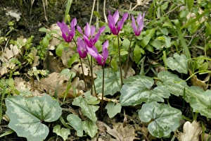 Sicily Flowers Drucke: Cyclamen repandum