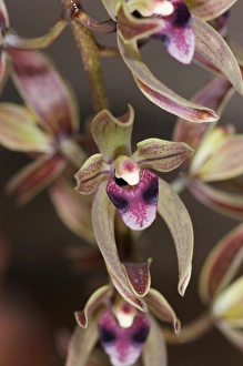 Exotic Flowers Drucke: Cymbidium devonianum C016 / 4371
