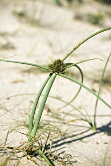 Algarve Landscape Photography Drucke: Cyperus capitatus