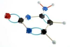 Zyklusmolekül des Cytins