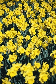 Garden Flowers UK Drucke: Daffodils