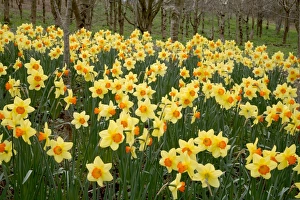 Spring Flowering Bulbs Drucke: Daffodils (Narcissus Red Devon )