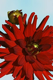 Summer Garden Flowers UK Drucke: Dahlia Apache