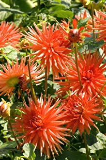 Dahlia Flowers Drucke: Dahlia Banker