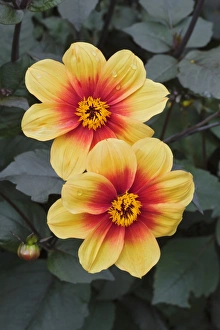 Cut Flower Arrangements Drucke: Dahlia Moonfire