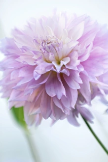 Flower Photography Drucke: Dahlia sp