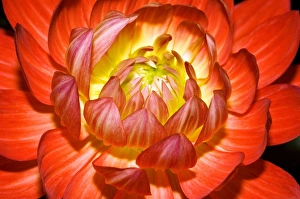 Colorful Garden Flowers Drucke: Dahlia Taratahi Ruby
