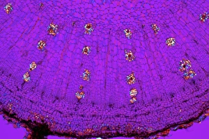 Polarised Light Micrograph Drucke: Dahlia tuber, light micrograph